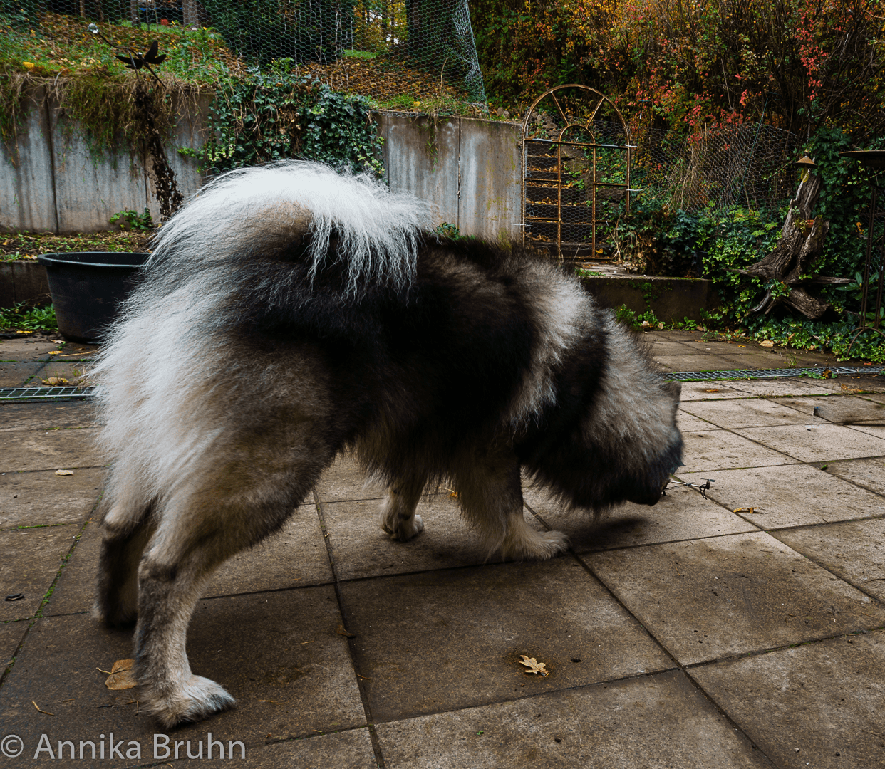 Q spielt mit dem Helikopter_